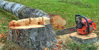Best Tree Health Inspection  in Rock Hill, NY