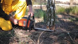 Best Lawn Renovation and Restoration  in Rock Hill, NY