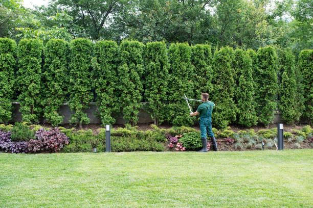 Best Tree Removal  in Rock Hill, NY