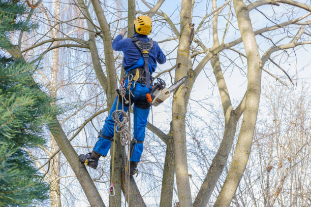 Best Lawn Pest Prevention  in Rock Hill, NY