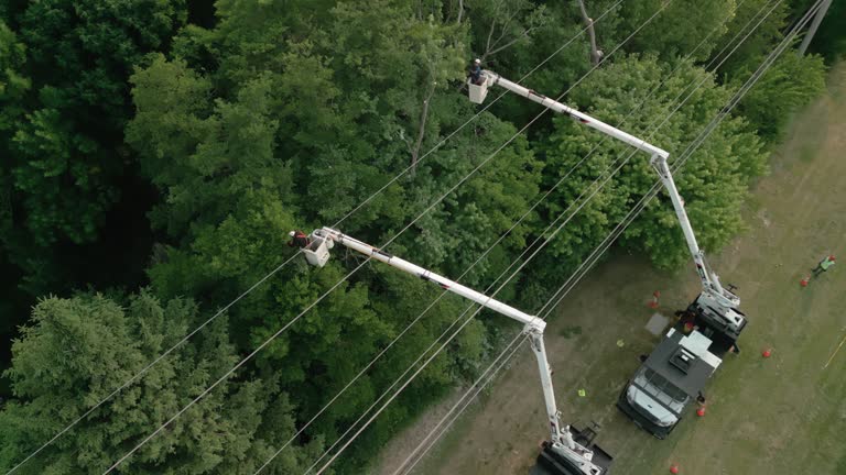 How Our Tree Care Process Works  in  Rock Hill, NY