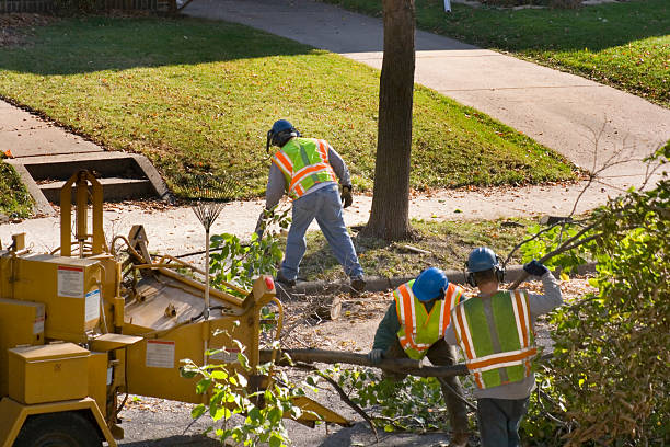 Best Stump Grinding and Removal  in Rock Hill, NY
