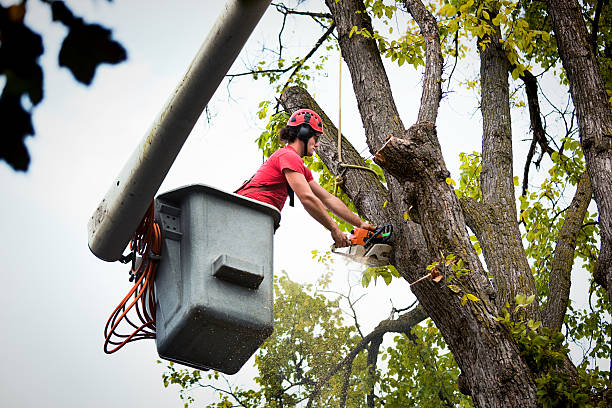 Best Tree Risk Assessment  in Rock Hill, NY