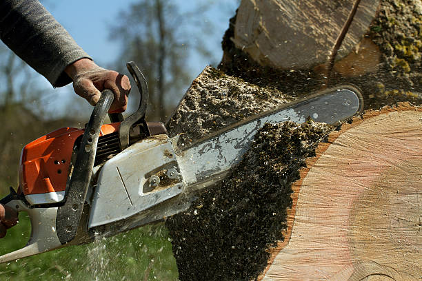 Best Tree and Shrub Care  in Rock Hill, NY